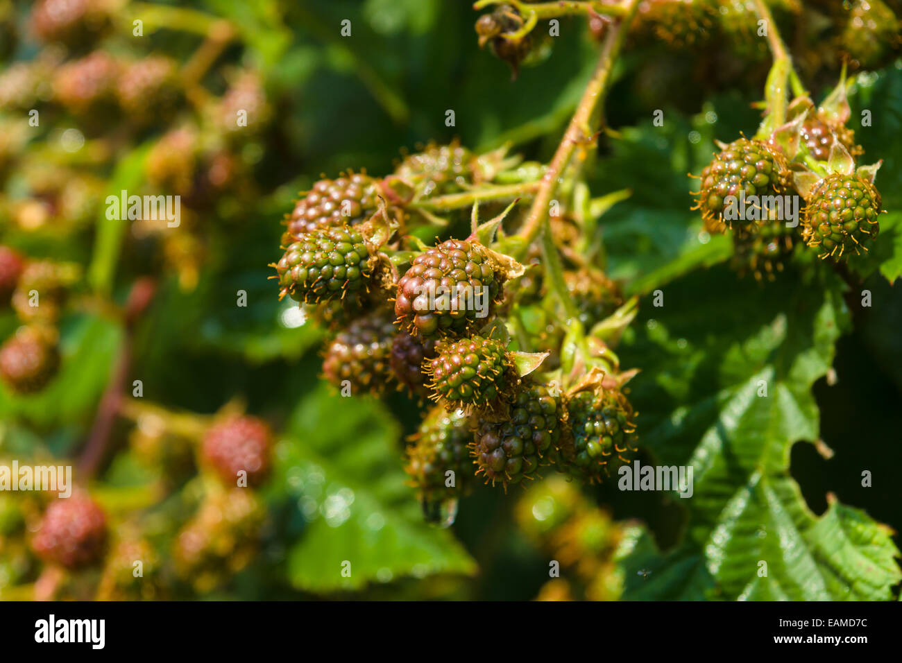 Underipe Raspberries Unripe raspberries green hi-res stock photography and images - Alamy