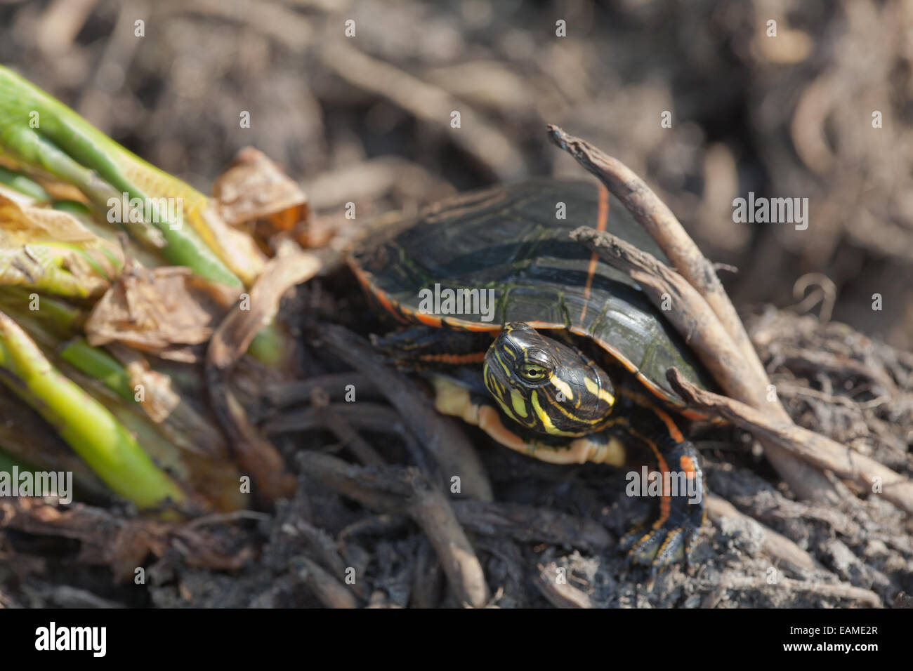 Southern Painted Turtle (Chrysemys picta dorsalis). Head and distinctive dorsal stripe carapace