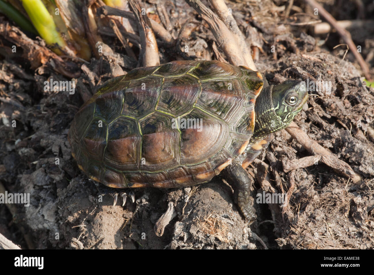 Chinese Pond, Three-keeled Pond, or Reeve's Turtle.  Mauremys (Chinemys) reevesii.  Threatened/Endangered species native Chinina Stock Photo