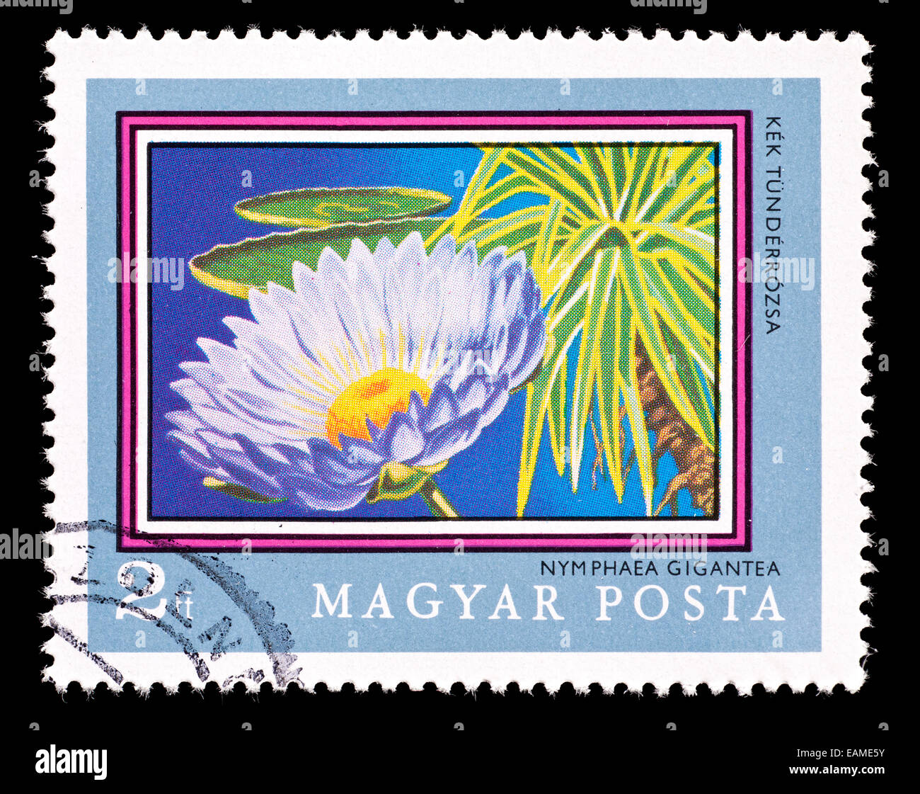 Postage stamp from Hungary depicting a white water lily (Nymphaea ...