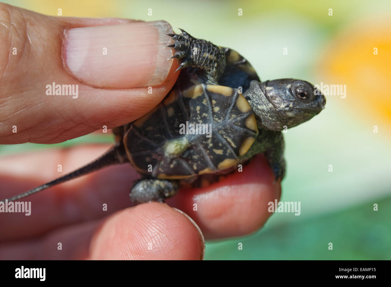 European Pond Turtle (Emys orbicularis). Hatchling held in a hand showing undershell or plastron and nearly closed umbilicus. Stock Photo