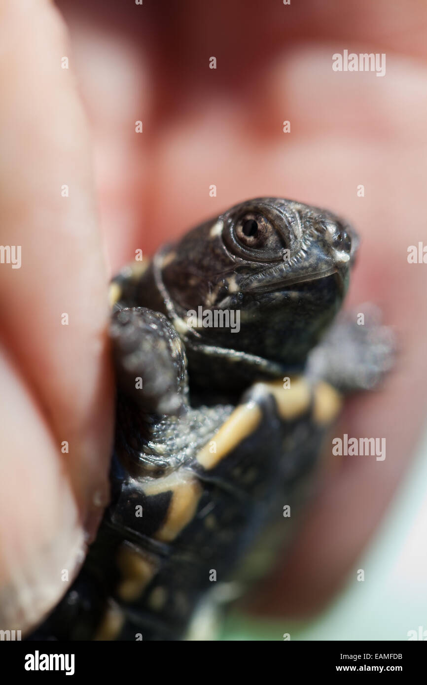 European Pond Turtle (Emys orbicularis). Hatchling held in a hand showing white 'egg tooth' below nostrils and on tip of upper m Stock Photo