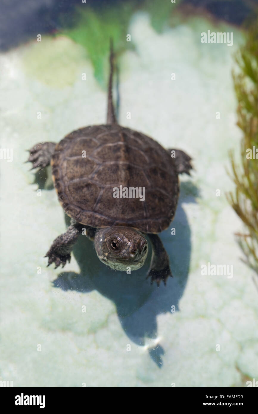 European Pond Tortoise, Turtle or Terrapin (Emys orbicularis). Hatchling, or young. Stock Photo