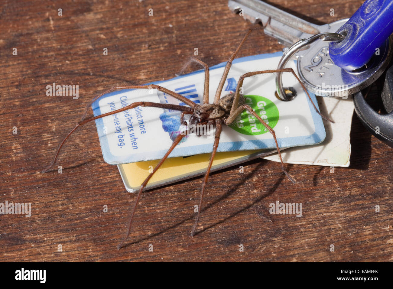 House Spider (Tegenaria domestica). Live and alongside set of car keys for size comparison. Stock Photo