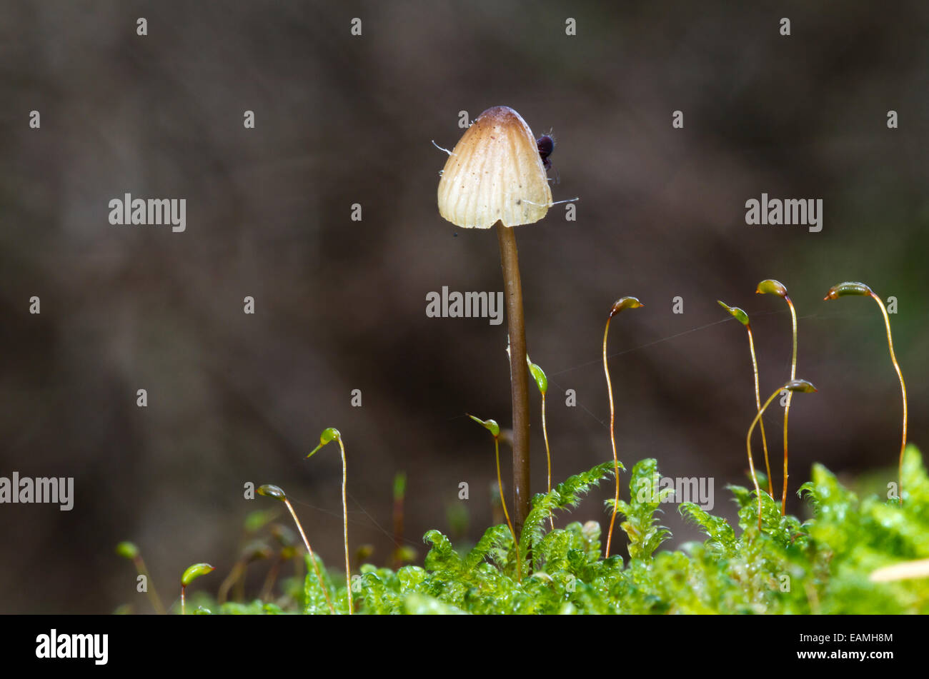 Tiny mushroom, a Mycena, with a little spider on top, growing between flowering moss Stock Photo