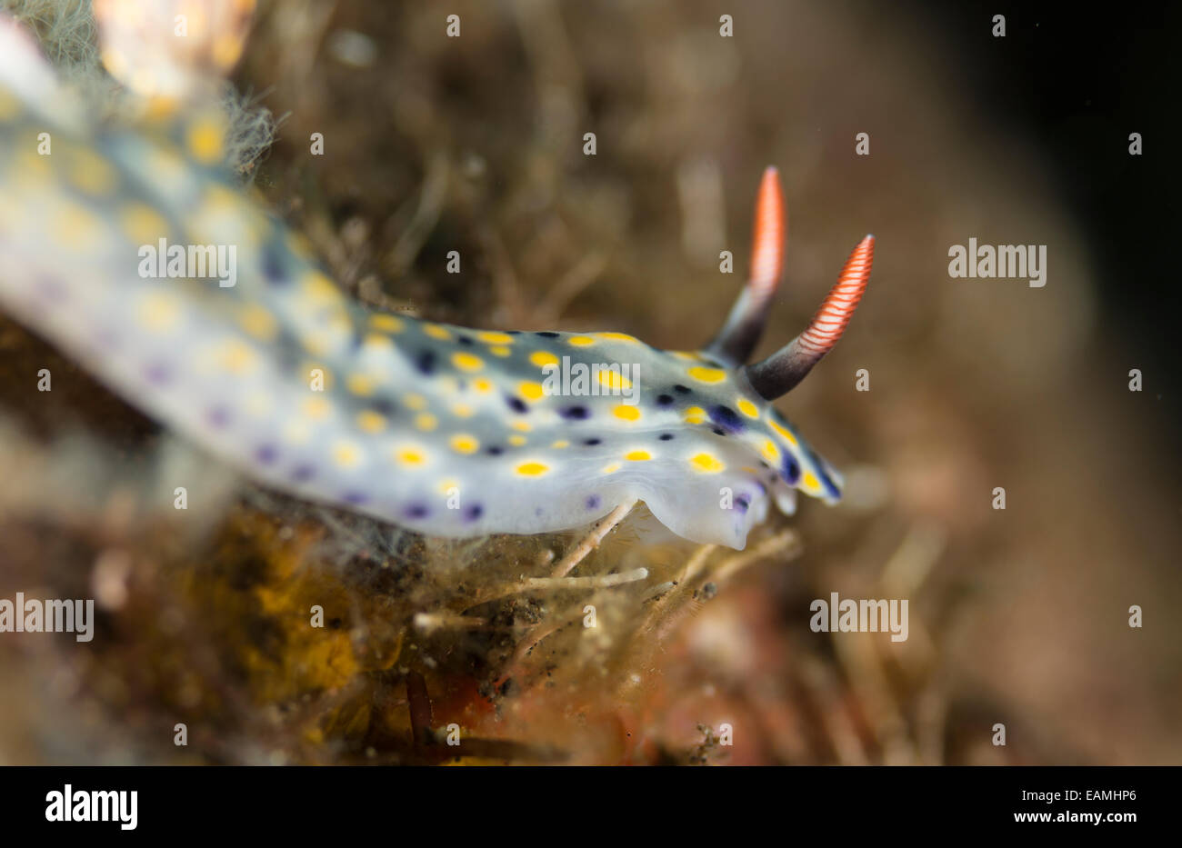 Nudibranch gliding over the ocean floor in Bali, Indonesia Stock Photo