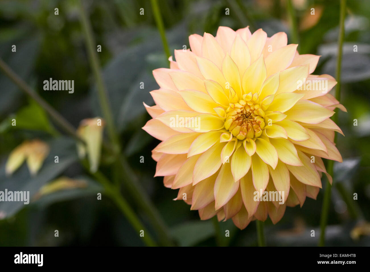 Dahlia Camano Pet High Resolution Stock Photography and Images - Alamy
