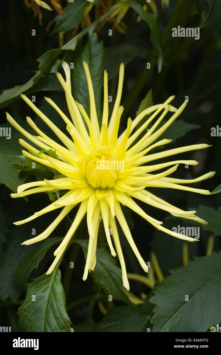 Dahlia ‘Gryson’s Yellow Spider’ growing in an herbaceous border Stock