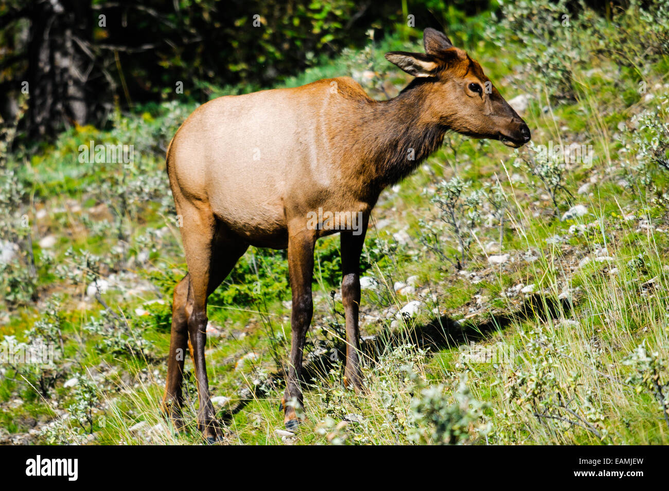 Wild Antlered bull elk during rutting season, Banff National Park