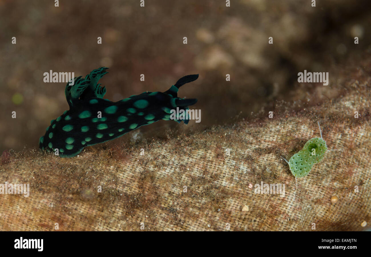 Nudibranch crawling on the ocean floor Stock Photo