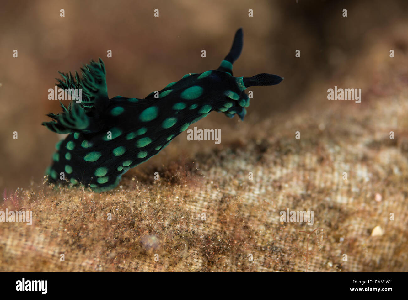 Nudibranch crawling on the ocean floor Stock Photo