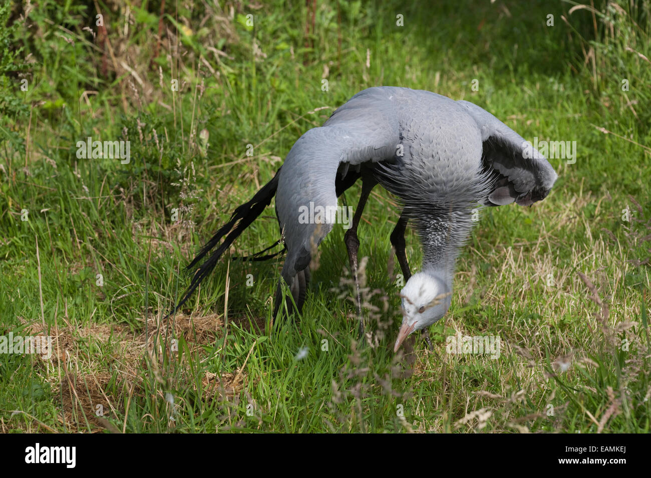 Bird with broken wing hires stock photography and images Alamy