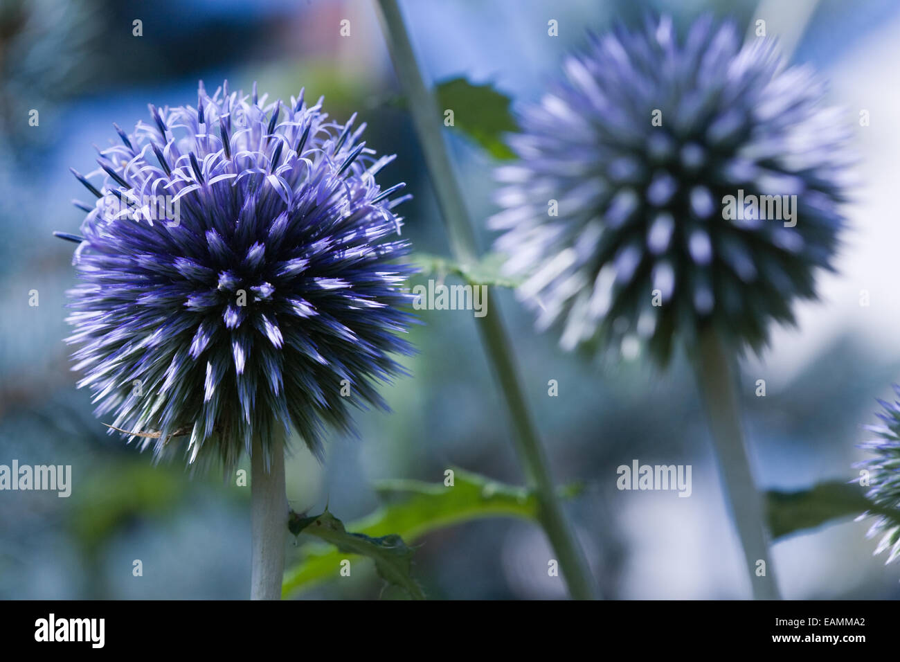 Blue globe thistle (Echinops bannaticus Stock Photo Alamy