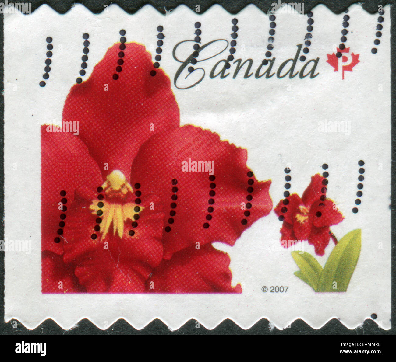 CANADA - CIRCA 2007: Postage stamp printed in Canada shows bloom Oncidium Island Red (syn.Odontioda Island Red), circa 2007 Stock Photo