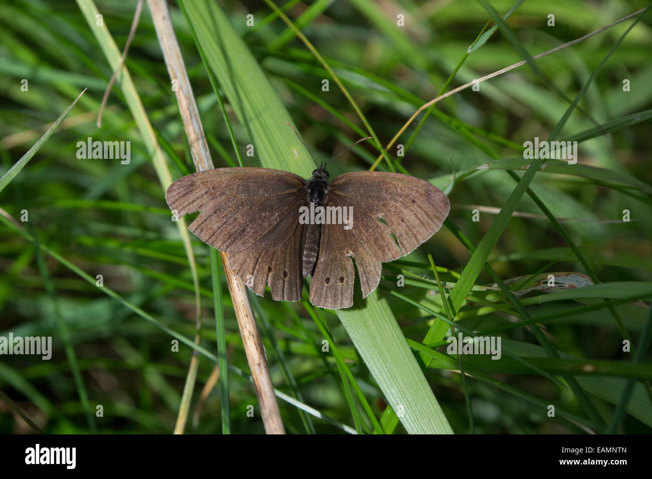 Study of a Brown Ringlet butterfly resting on a blade of grass in the sunlight Stock Photo