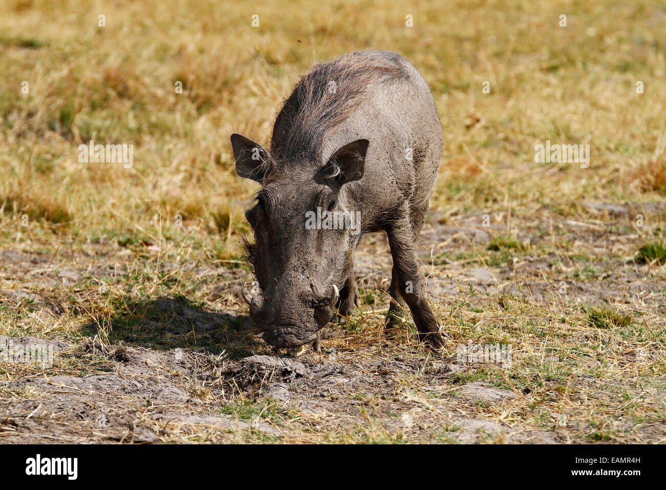 African water hog hi-res stock photography and images - Alamy