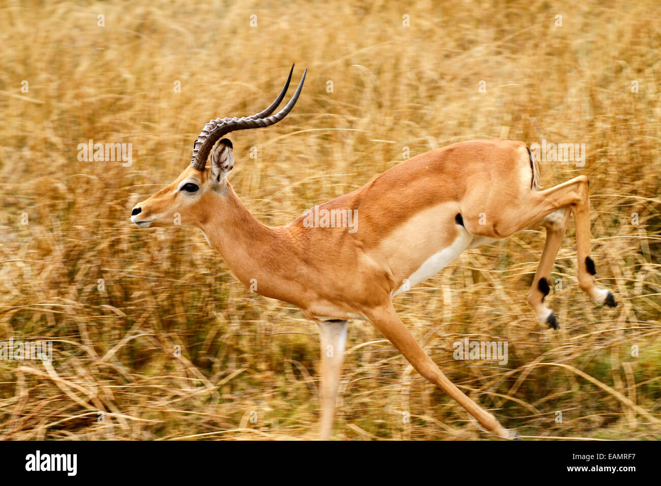 Impala antelope are prey animals, plains game for the predators. Big male  running fast to escape a predator huge horns spiral up Stock Photo - Alamy