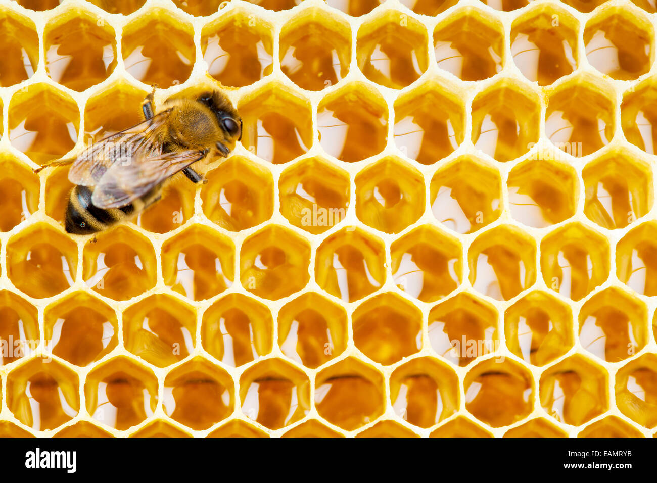 working bee on honeycomb cells Stock Photo