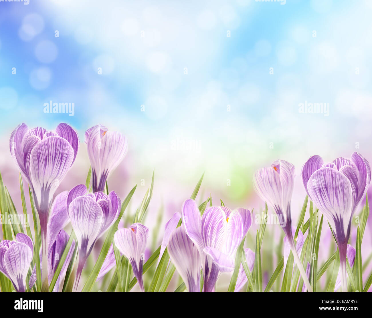 Beautiful blossoms on the meadow with blue sky Stock Photo