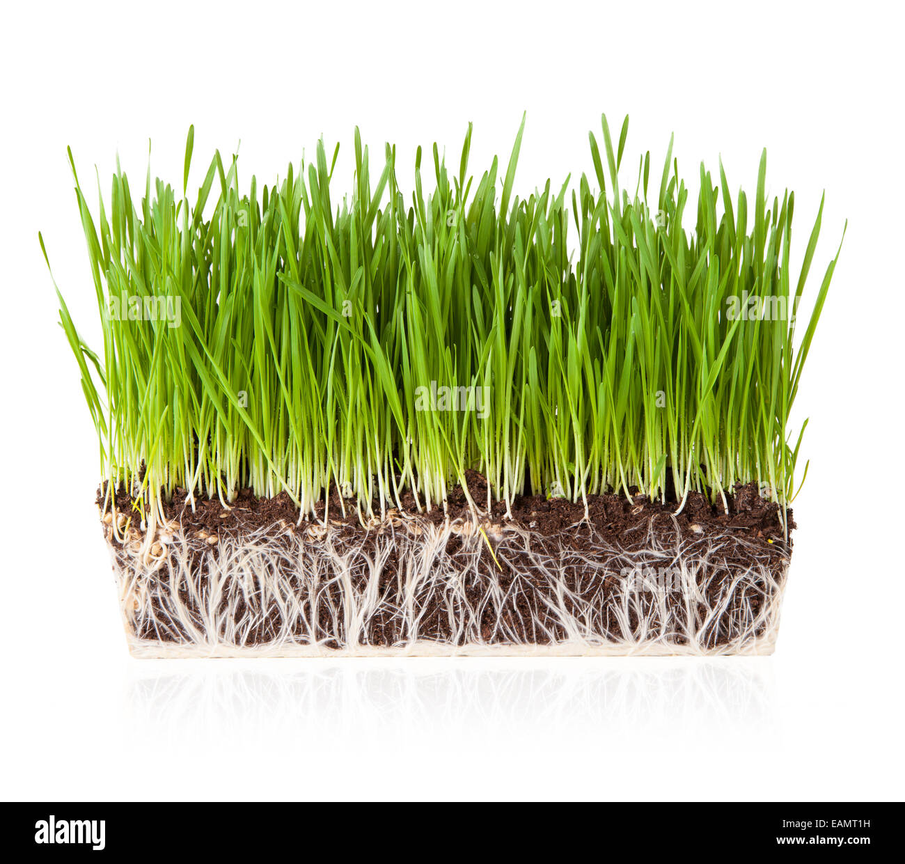 Grass Roots High Resolution Stock Photography And Images Alamy Grass Roots High Resolution Stock Photography And Images Alamy