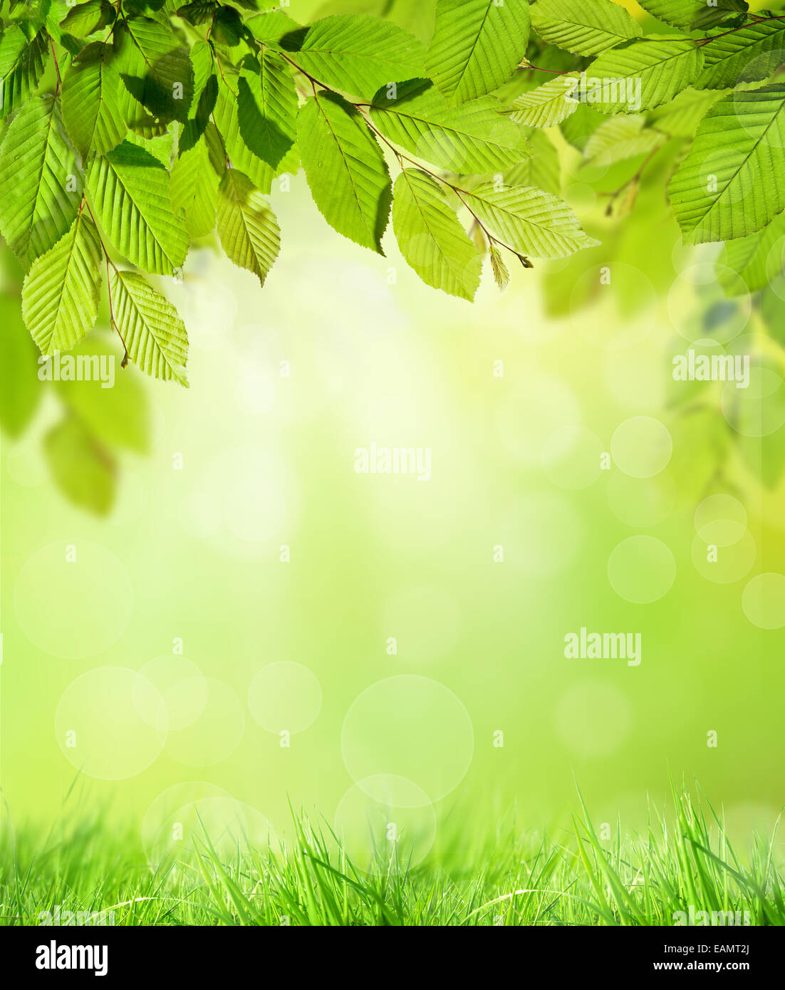 Green hornbeam leaves with blur background Stock Photo