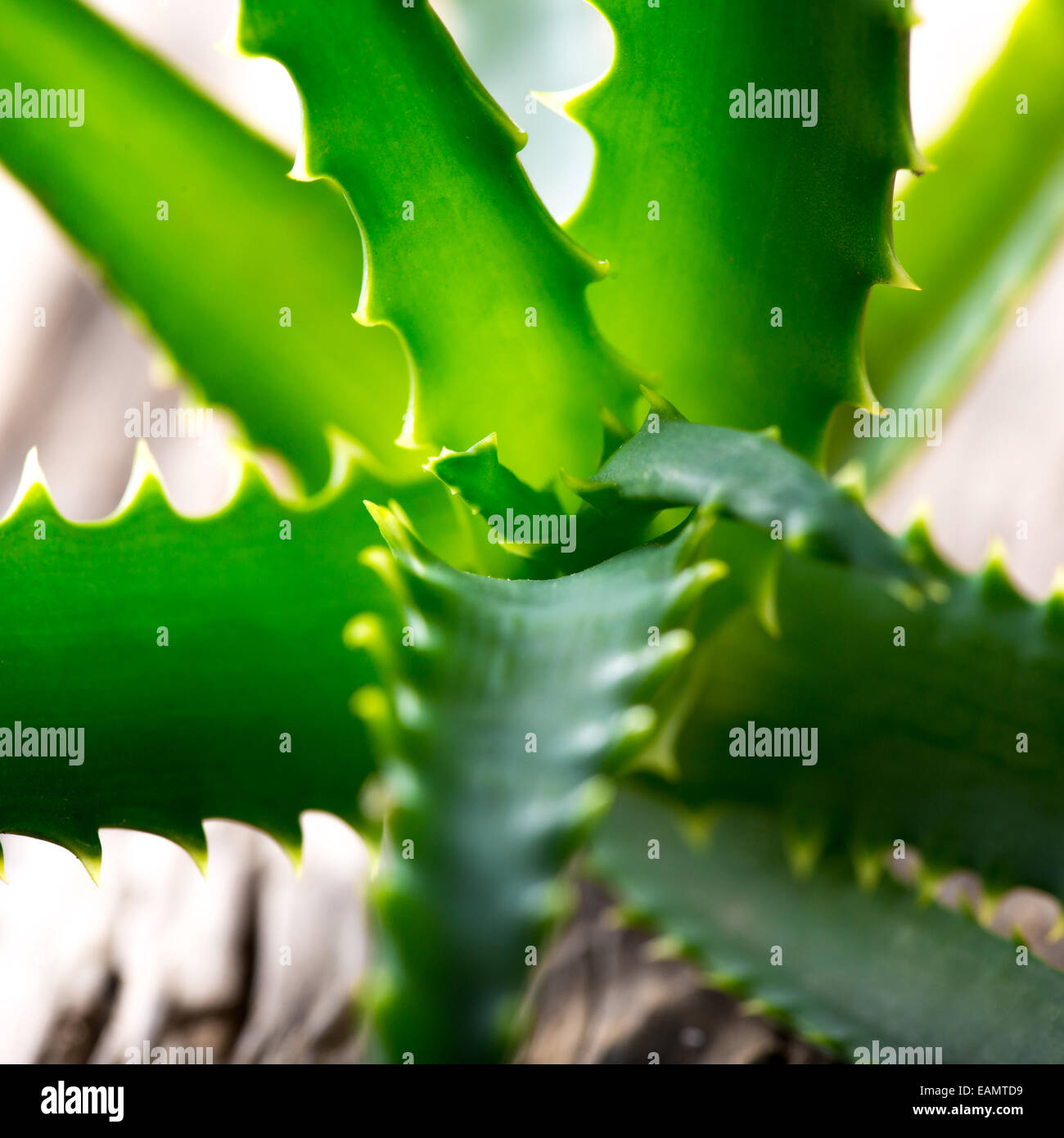 Aloe Vera leaves on wooden background Stock Photo