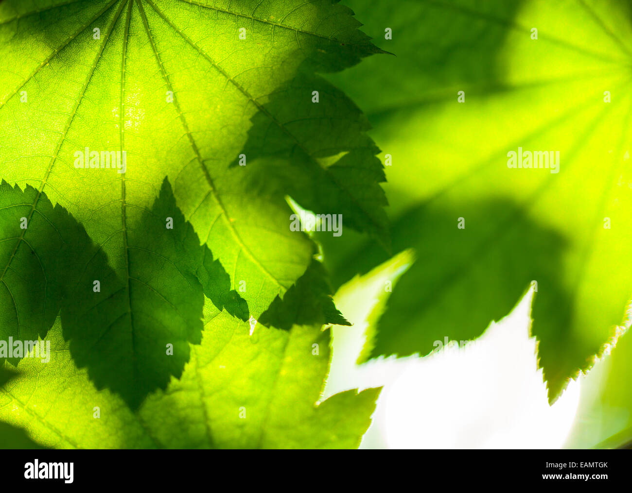 Abstract maple leaves background, shallow depth of focus Stock Photo