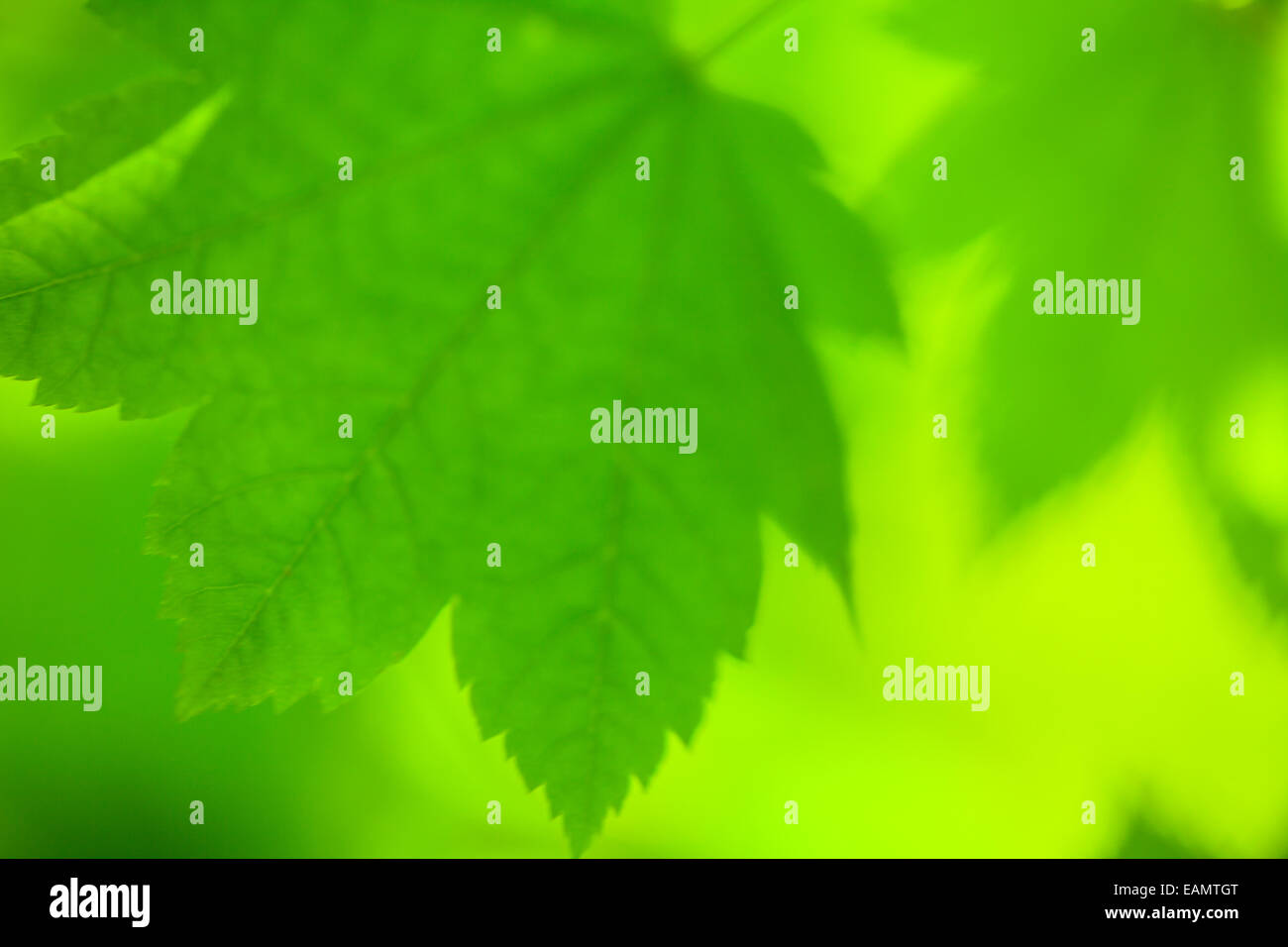 Abstract blur maple leaves background Stock Photo - Alamy