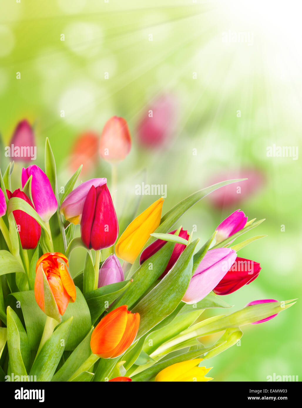 Beautiful tulips bouquet Stock Photo
