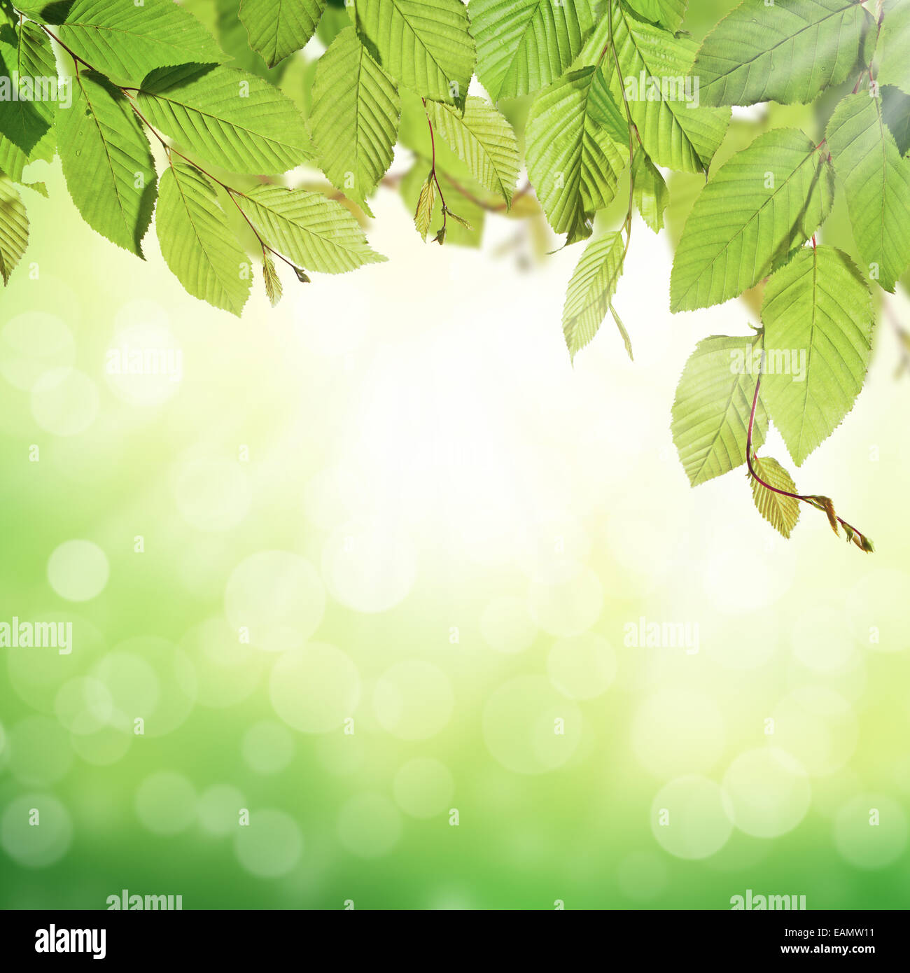Hornbeam leaves with abstract blur background Stock Photo