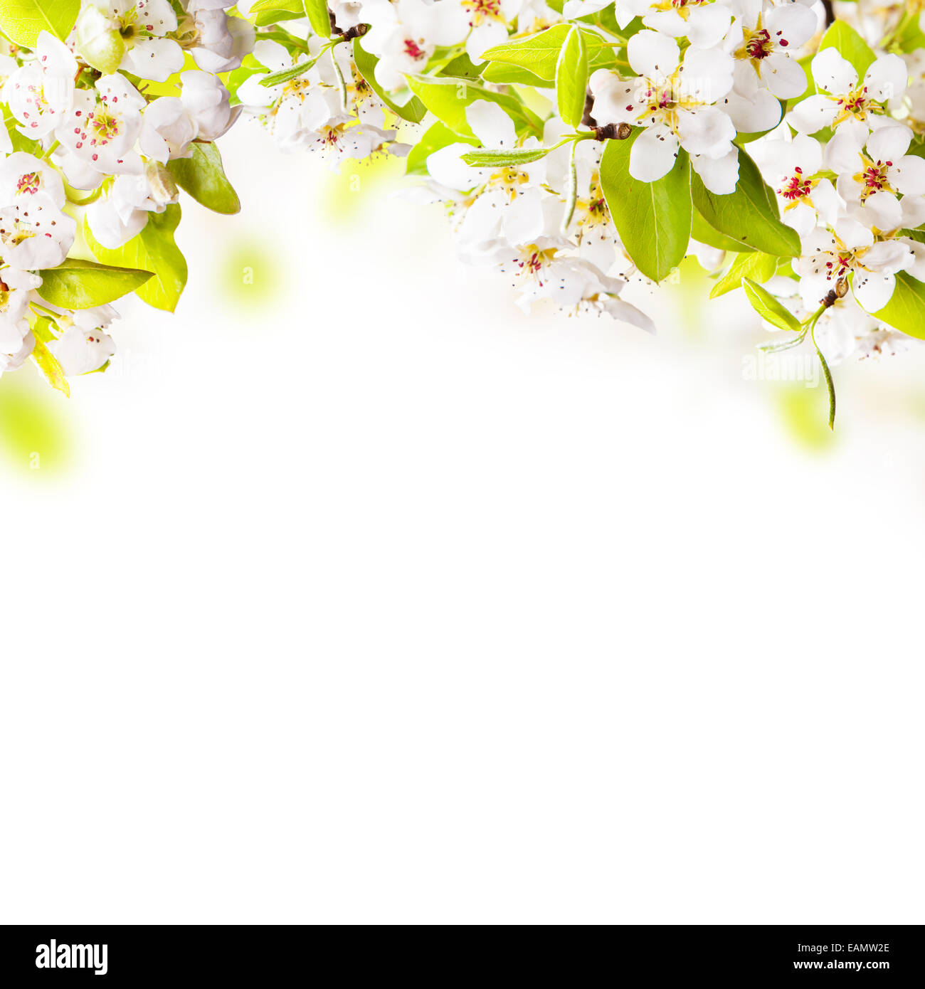 Spring border background with apple tree blossoms, isolated on white ...