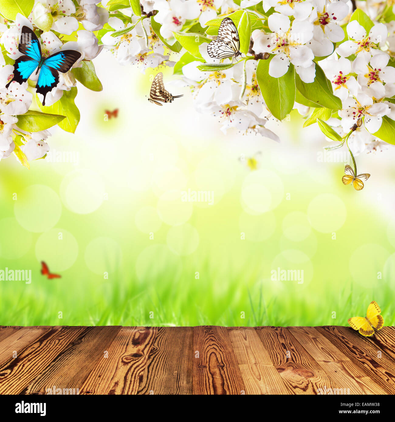 Spring apple blossoms above wooden planks. Blur green background with