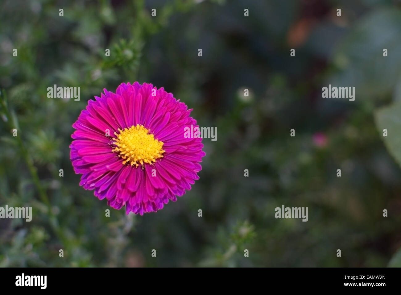 Daisy (daisies, hydrangea and roses) – Los Angeles Florist - Pink