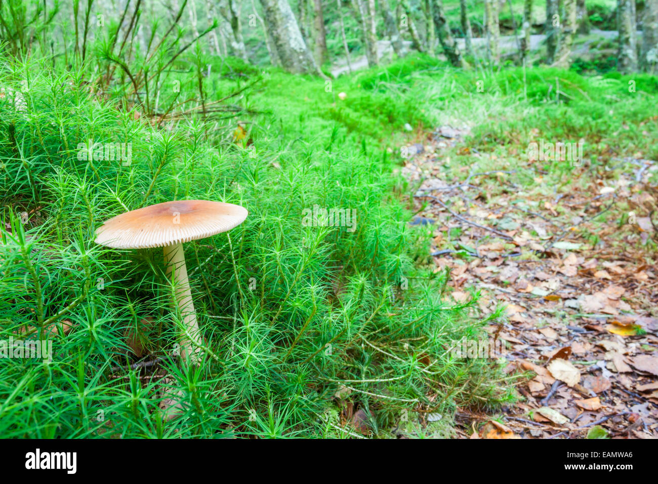Close-up of a fresh mushroom in the forest Stock Photo - Alamy