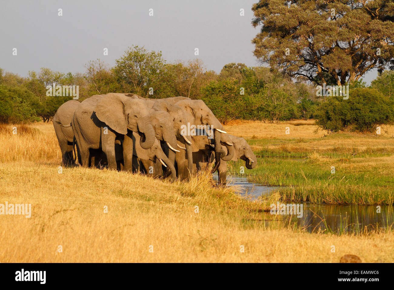 African elephant, the largest living land mammal, large herd of elephants drinking in the Okavango Delta Stock Photo