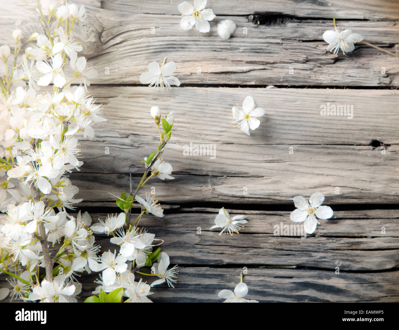 Spring white blossoms on wooden planks surface. Free space for text Stock Photo