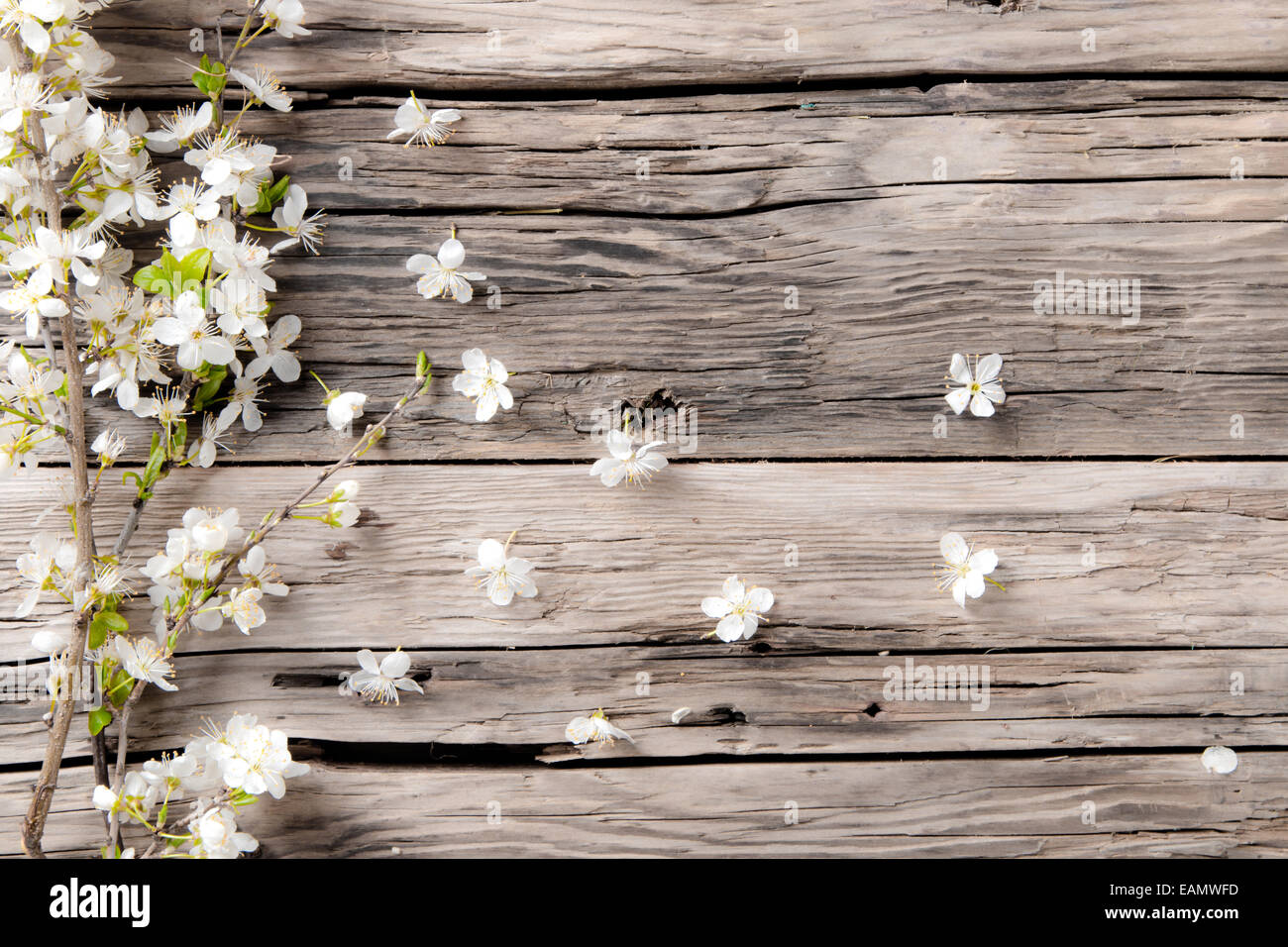 Spring white blossoms on wooden planks surface. Free space for text Stock Photo