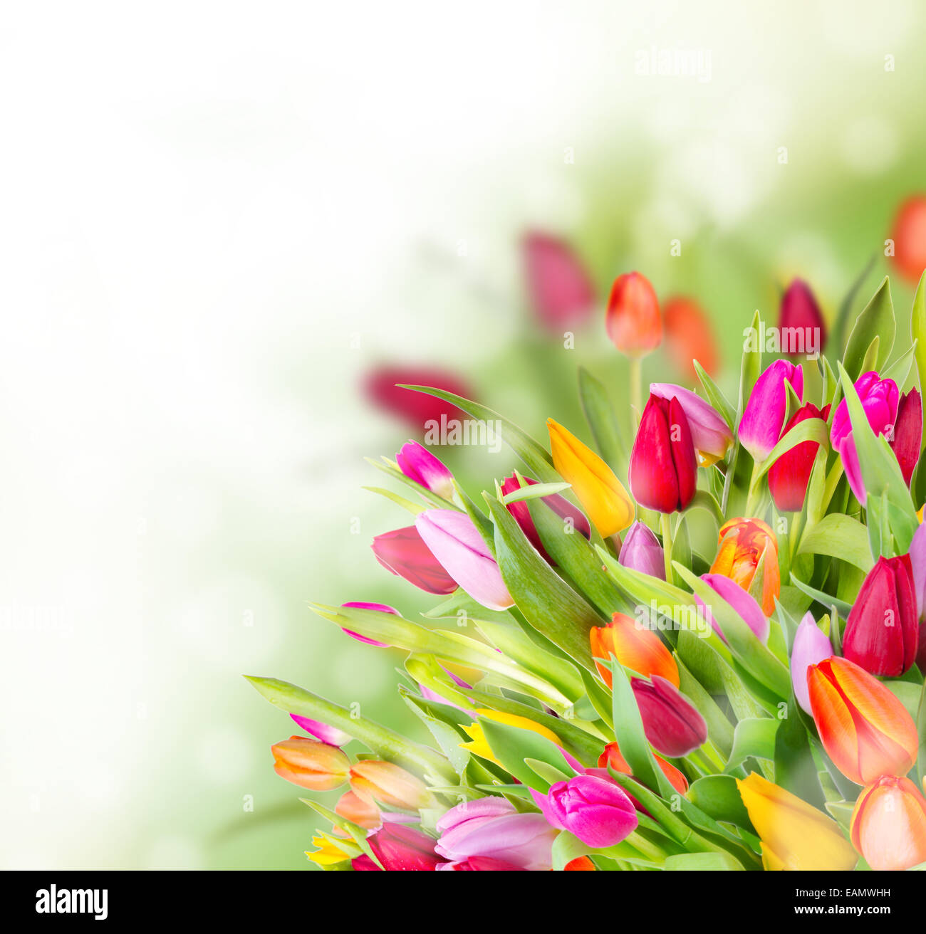 Beautiful tulips bouquet with free space for text Stock Photo