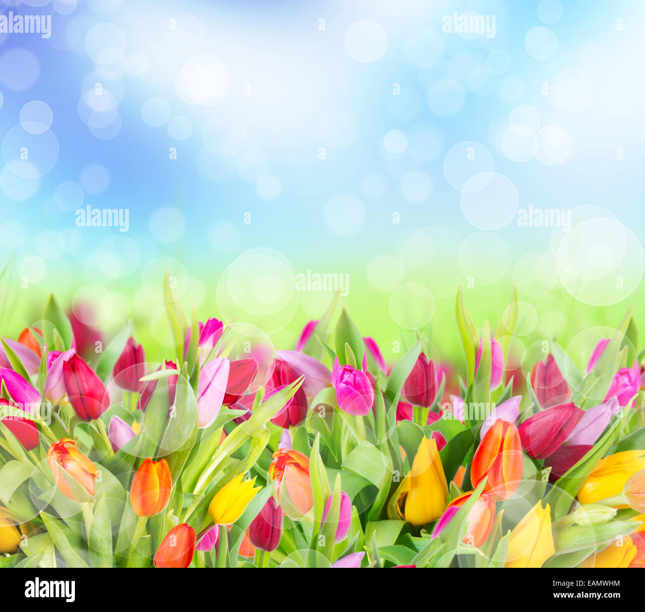 Beautiful tulips field Stock Photo