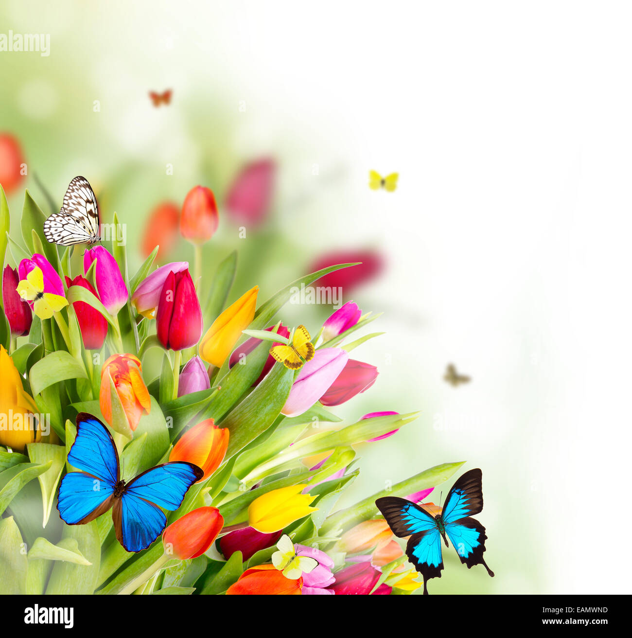 Beautiful spring flowers with butterflies Stock Photo