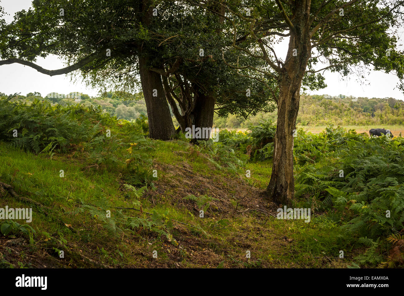 Ashurst new forest hires stock photography and images Alamy