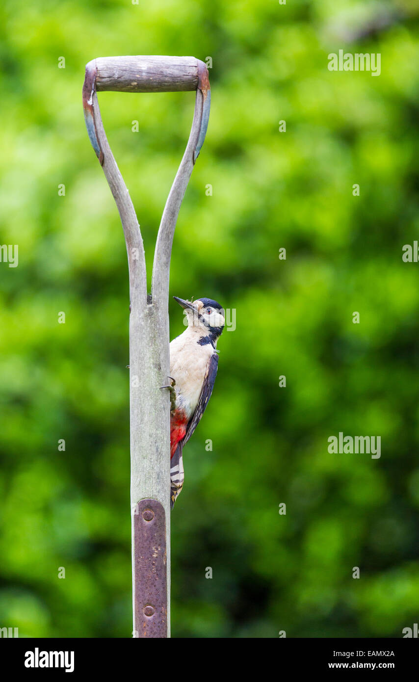 Greater Spotted Woodpecker climbing Garden Fork Stock Photo