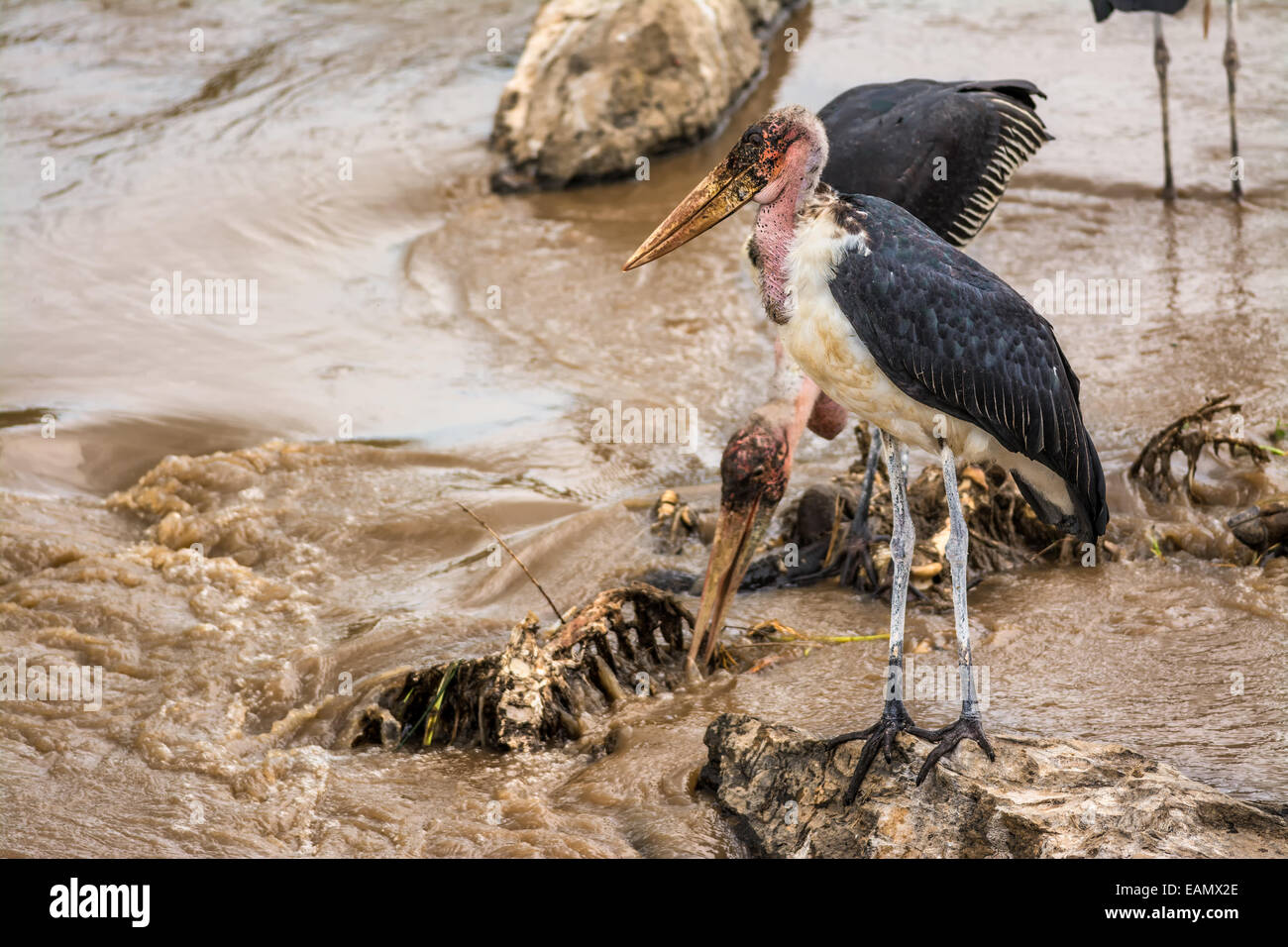 Marabou storks (Leptoptilos crumeniferus) on carcass at the Mara River, Kenya Stock Photo
