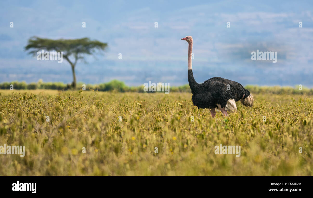 Ostrich (Struthio camelus) walking in Lake Nakuru National Park, Kenya, Africa Stock Photo