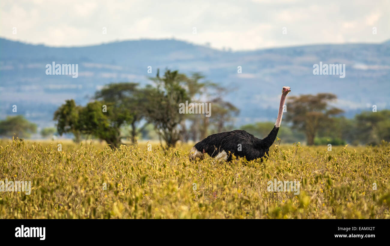 Ostrich (Struthio camelus) walking in Lake Nakuru National Park, Kenya, Africa Stock Photo