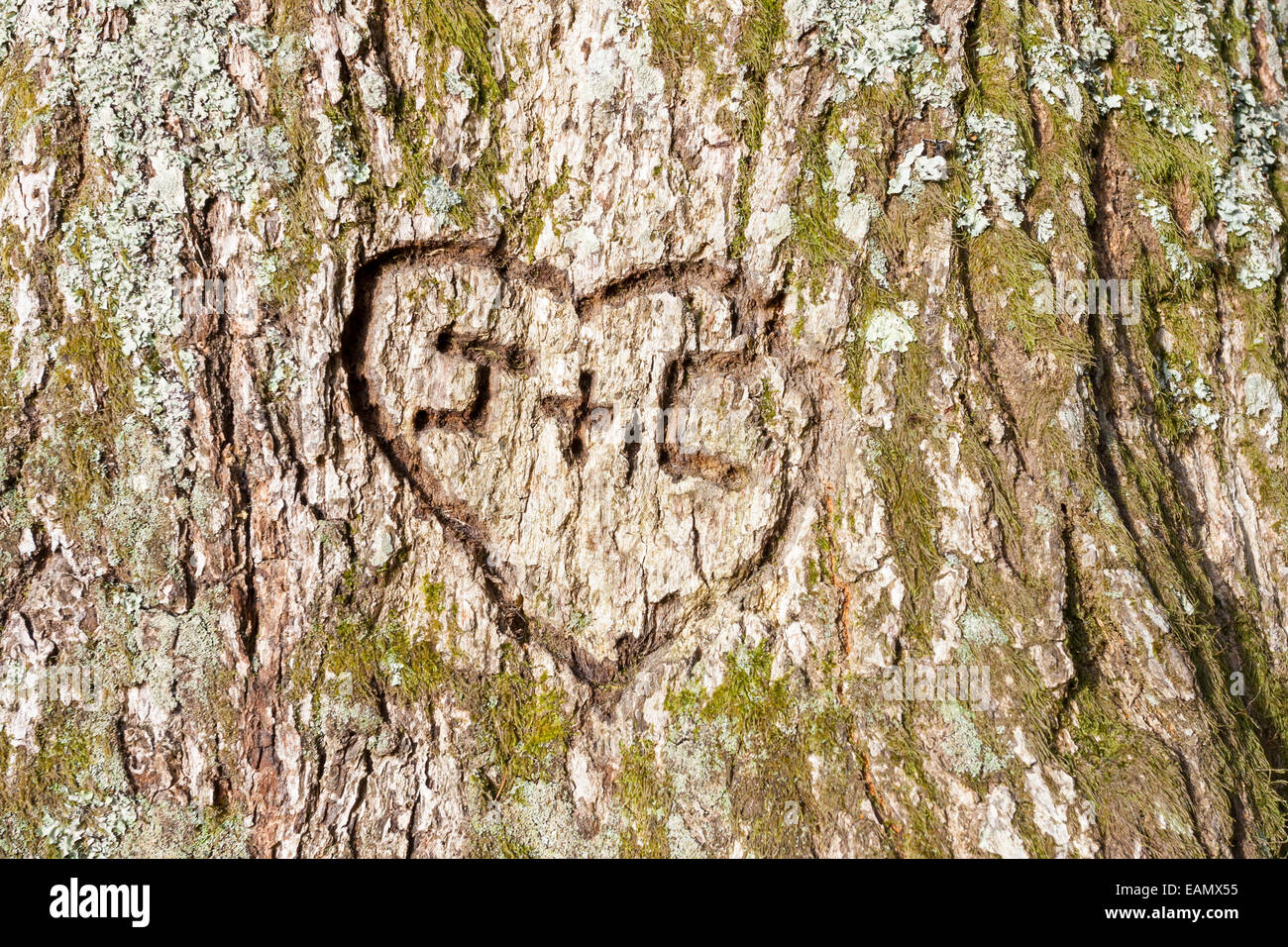 close-up of a heart carved on a tree Stock Photo