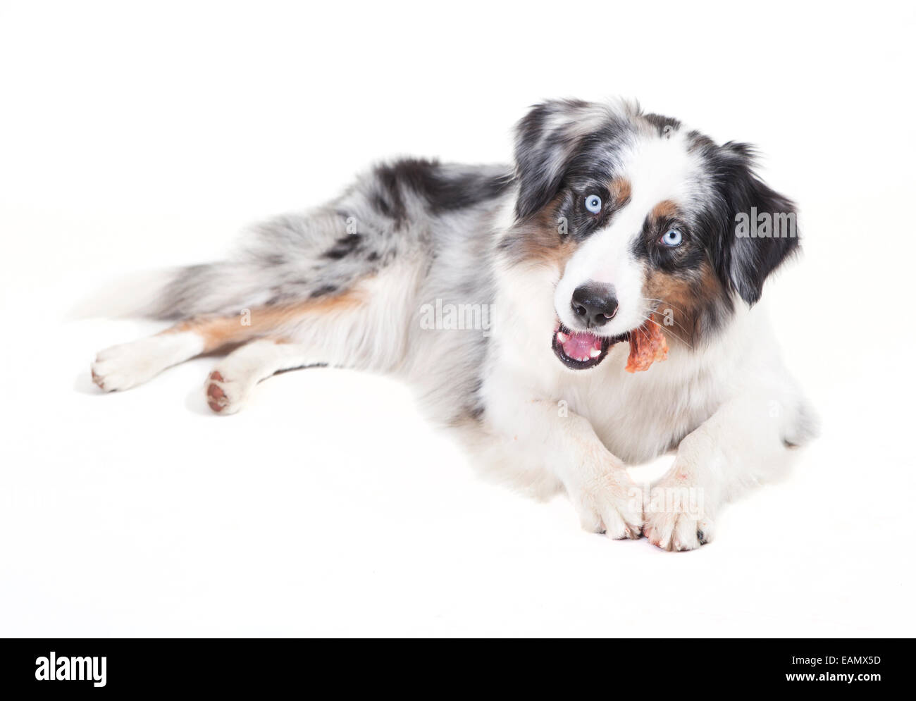 austrailian shepherd with the color blue merle in front of white background Stock Photo