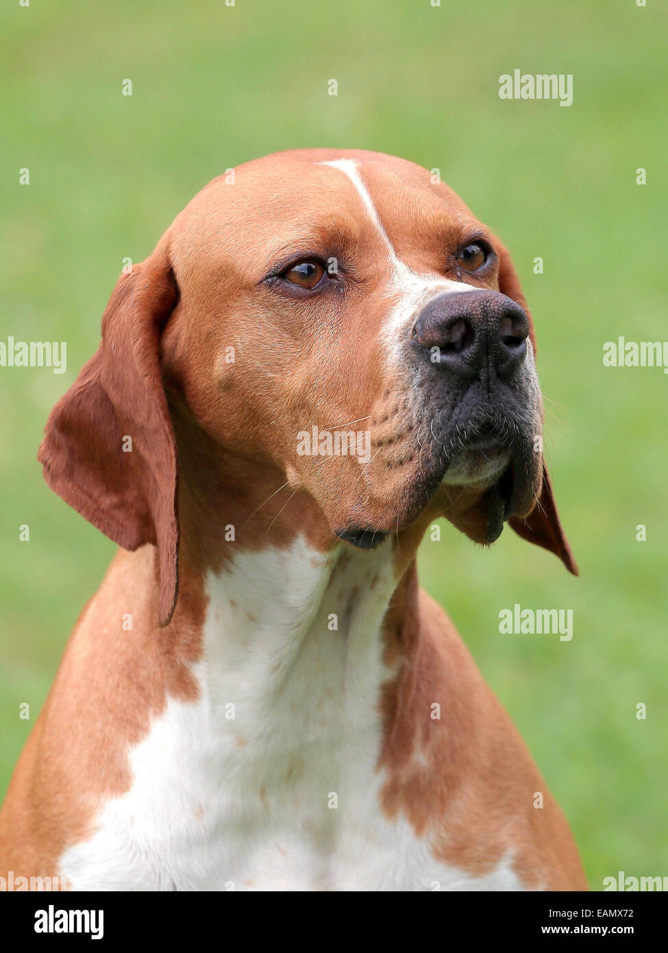 Portrait of English Pointer in the garden Stock Photo
