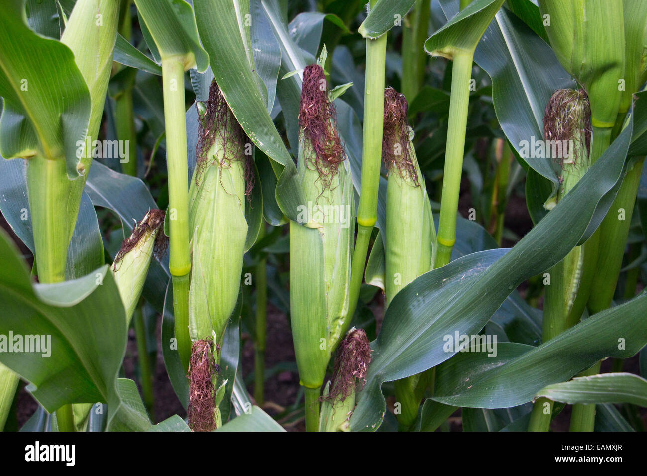 A growing crop of maize, Cheshire, UK. The picture shows three main