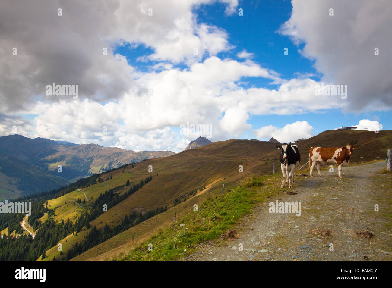 Two cows on the trail in autumn Tyrolean Alps Stock Photo